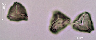 Quince Pollen