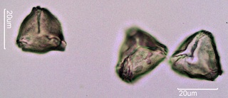 Quince Pollen