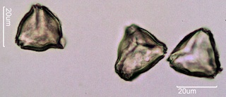 Quince Pollen