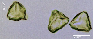 Quince Pollen
