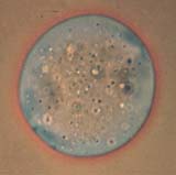 Glass Sphere in Matching RI Liquid, Phase Contrast