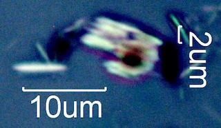 Calcium Oxalate Phytoliths