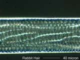 Rabbit Hair