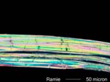Ramie Fiber