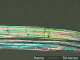 Ramie Fiber