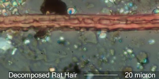 Bacterial Decomposition of Hair