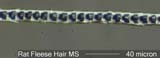 Rat Fleese Hair