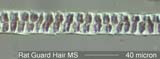 Rat Fleese Hair