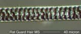 Rat Fleese Hair