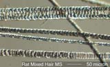 Rat Hair