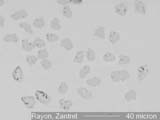 ZANTREL Rayon Fiber, Cross-Section