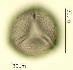 Red Barrel Cactus (Ferocactus cylindraceus) Pollen