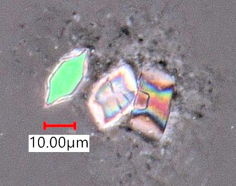 Calcium Oxalate Phytoliths