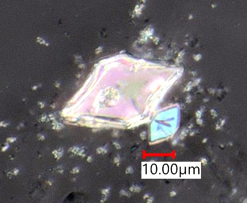 Calcium Oxalate Phytoliths