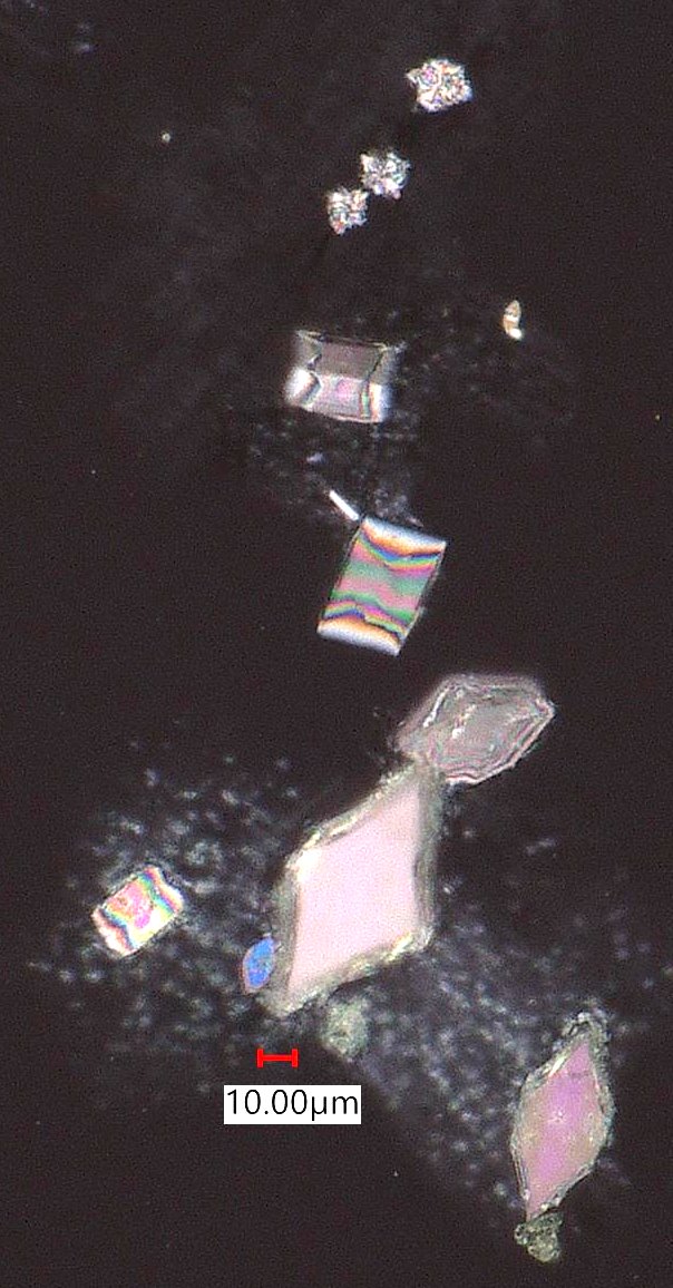 Calcium Oxalate Phytoliths