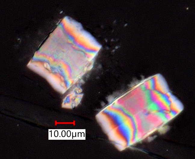 Calcium Oxalate Phytoliths