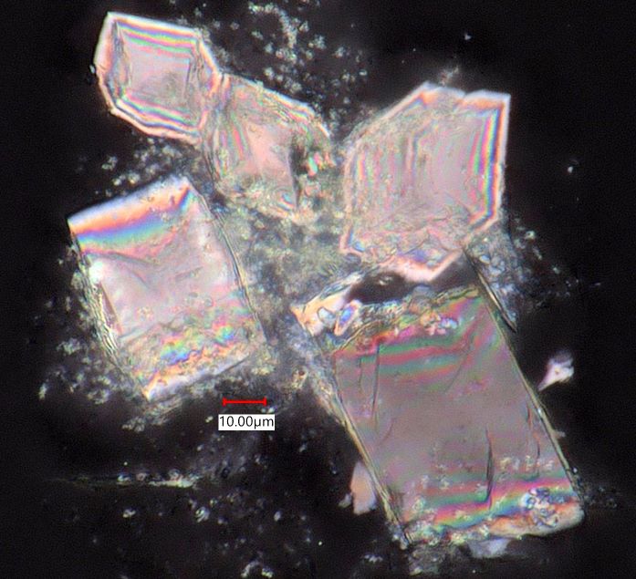 Calcium Oxalate Phytoliths