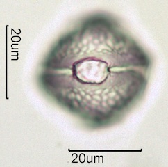 Red Clover (Trifolium pretense) Pollen