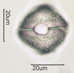 Red Clover (Trifolium pretense) Pollen