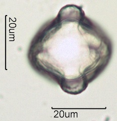 Red Clover (Trifolium pretense) Pollen