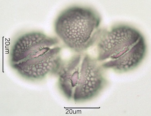 Red Clover (Trifolium pretense) Pollen