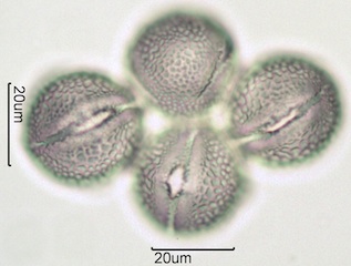 Red Clover (Trifolium pretense) Pollen