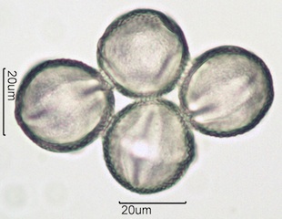 Red Clover (Trifolium pretense) Pollen