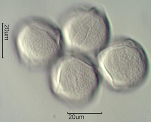 Red Clover (Trifolium pretense) Pollen