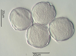 Red Clover (Trifolium pretense) Pollen