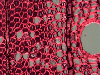 Quercus rubra, Cross-Section