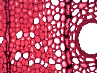 Quercus rubra, Cross-Section