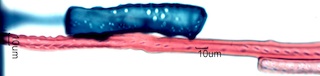 Quercus Rubra Fibers