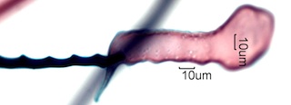 Quercus Rubra Fibers