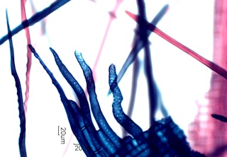 Quercus Rubra Fibers