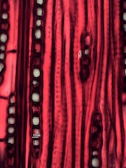 Quercus rubra, Tangential-Section
