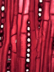 Quercus rubra, Tangential-Section