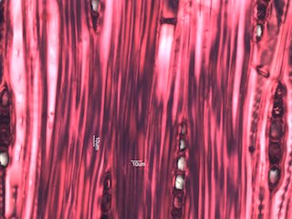 Quercus rubra, Tangential-Section