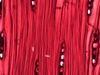 Quercus rubra, Tangential-Section