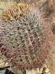 Red Barrel Cactus (Ferocactus cylindraceus)