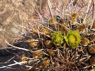 Red Barrel Cactus (Ferocactus cylindraceus)
