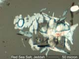 Red Sea Sea Salt at Jeddah