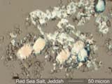 Red Sea Sea Salt at Jeddah