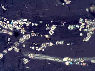 Calcium Oxalate Phytoliths