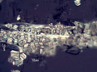 Calcium Oxalate Phytoliths