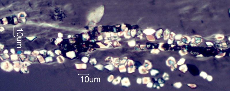 Calcium Oxalate Phytoliths