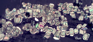 Calcium Oxalate Phytoliths