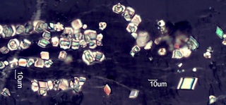 Calcium Oxalate Phytoliths