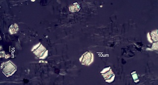 Calcium Oxalate Phytoliths