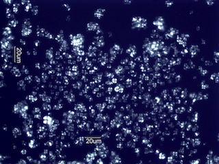 Rice Starch Under the Microscope