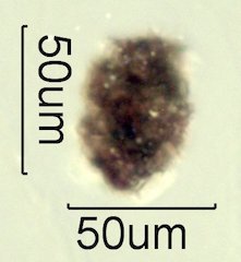 Asphalt Particle